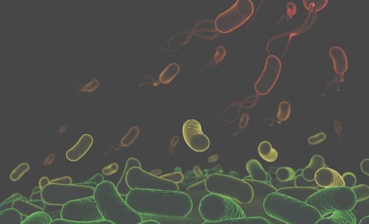    У фитопатогенной бактерии оказалась система разделения труда как у людей или пчел