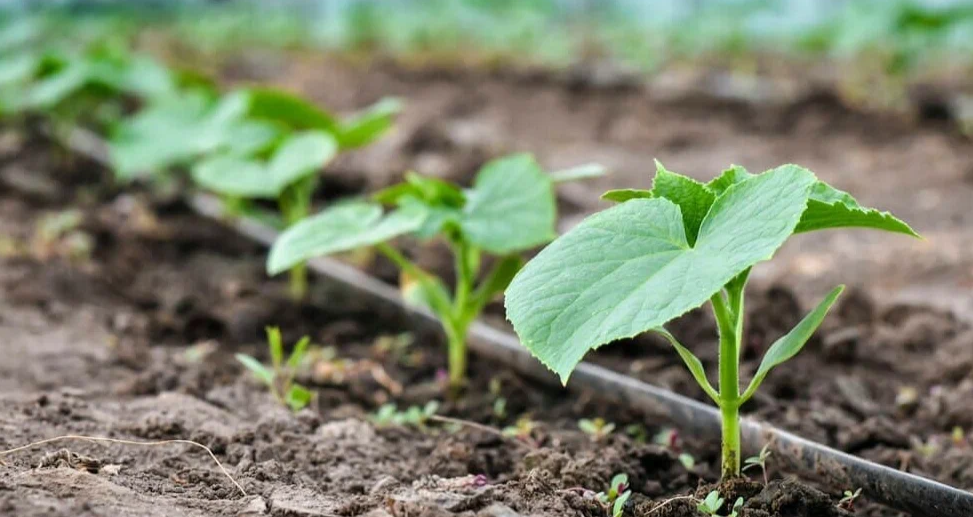 молоденькие растения огурца