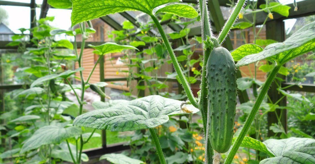 огурец на лиане