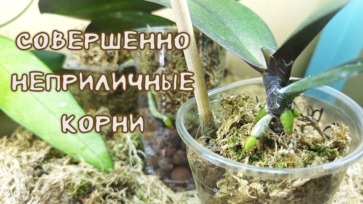 Phal. Sunny Chocolate 1,7