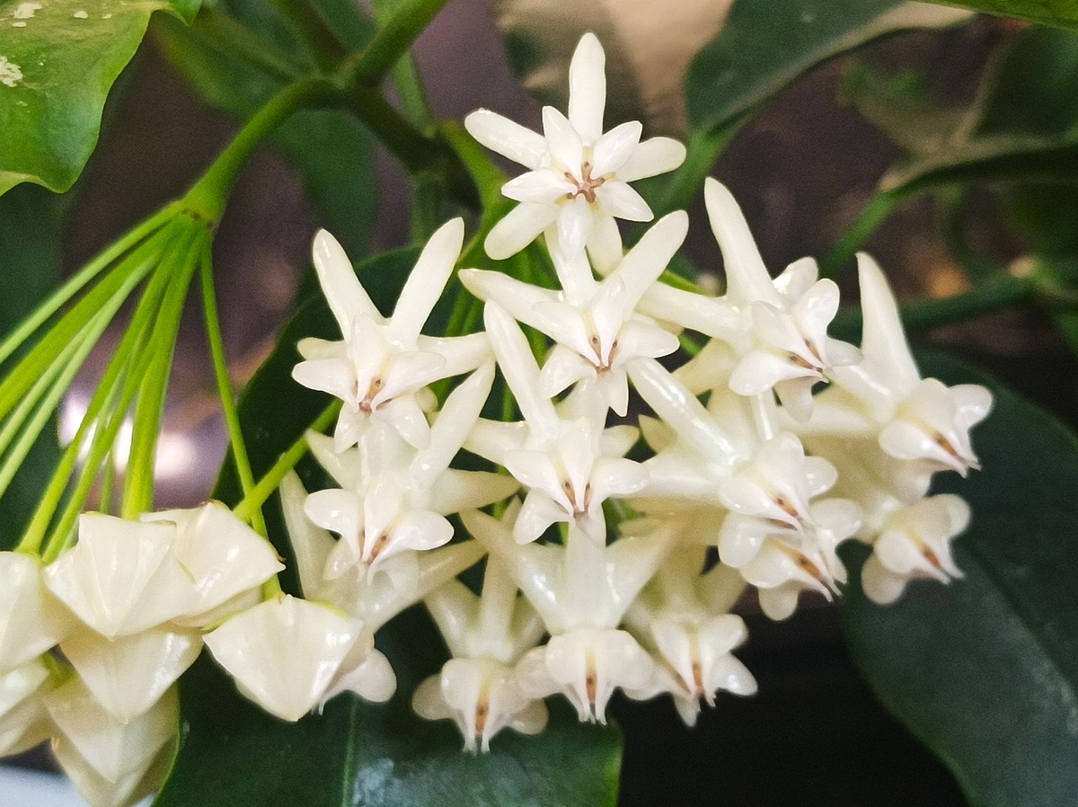 хойя Локки (hoya lockii)