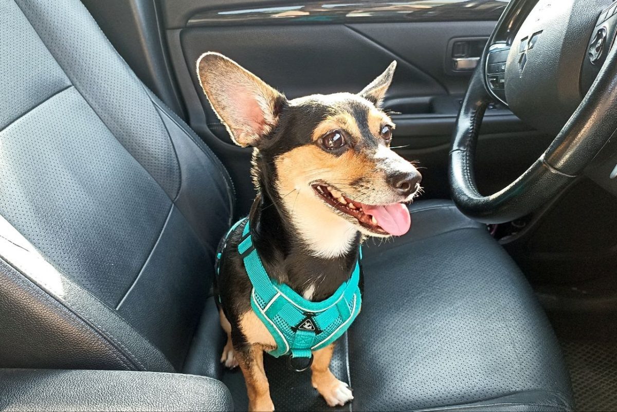    У собаки всегда должна быть с доступе чистая вода