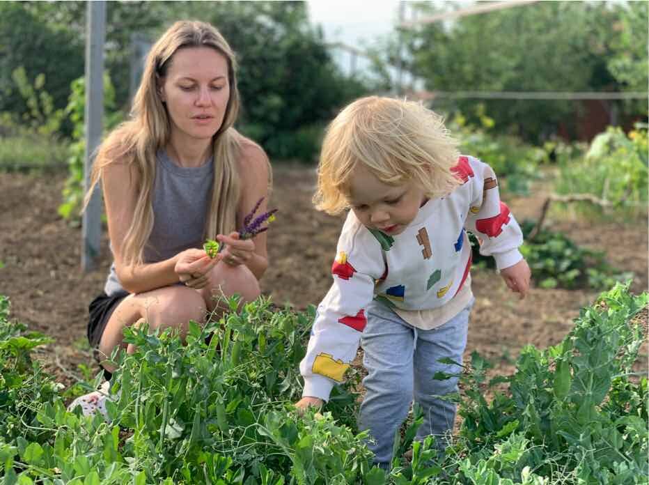 На грядке с зелёным горошком