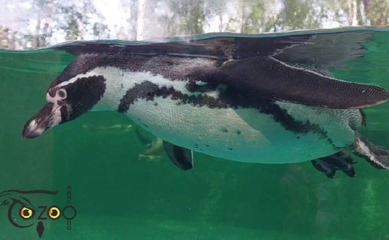    Пингвины приехали в Нижний Новгород из Приморского края