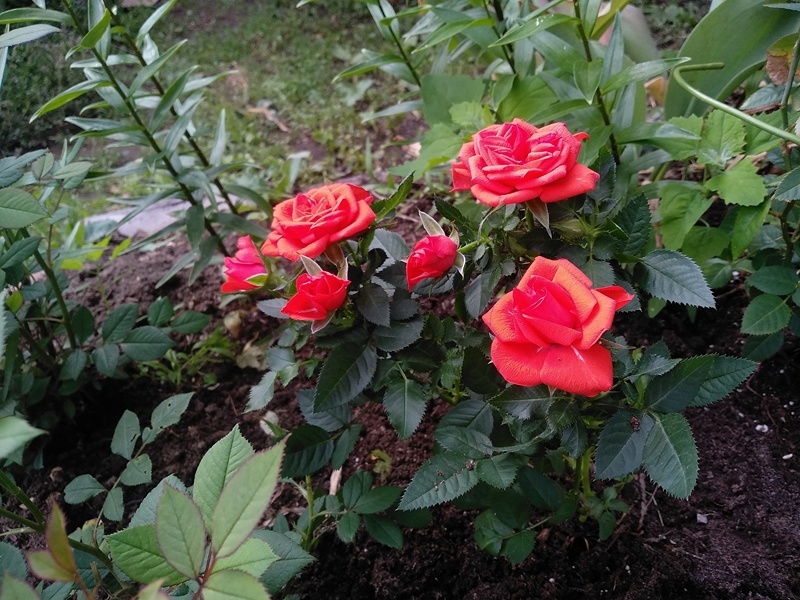 Роза Кордана уже в цветнике