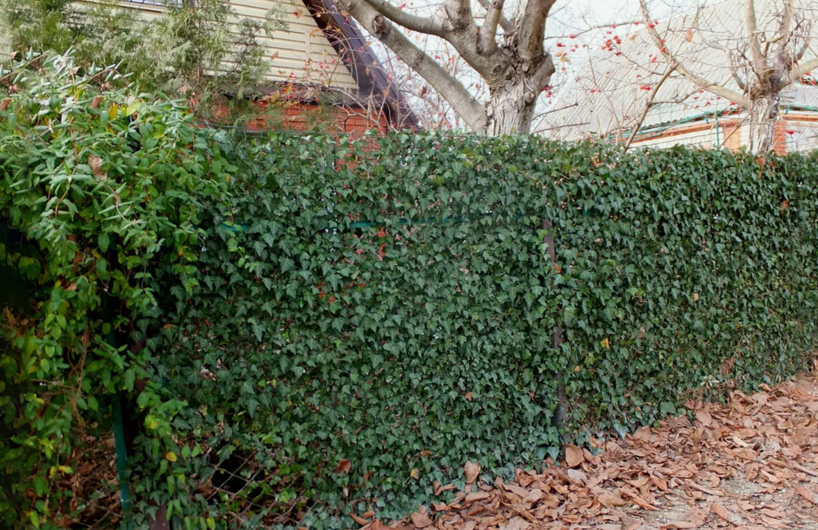 Фото из откоытых источников Яндекса