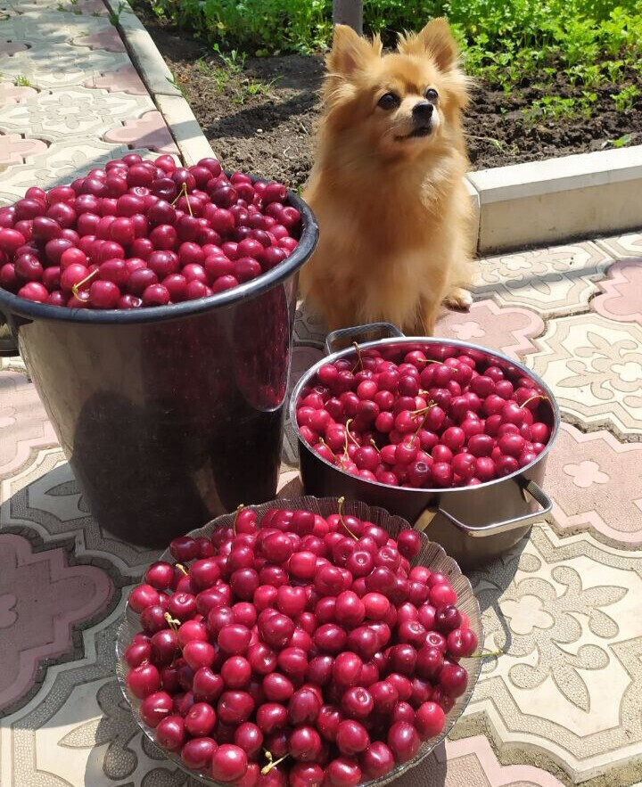 Не давала ни одной ягодки взять!