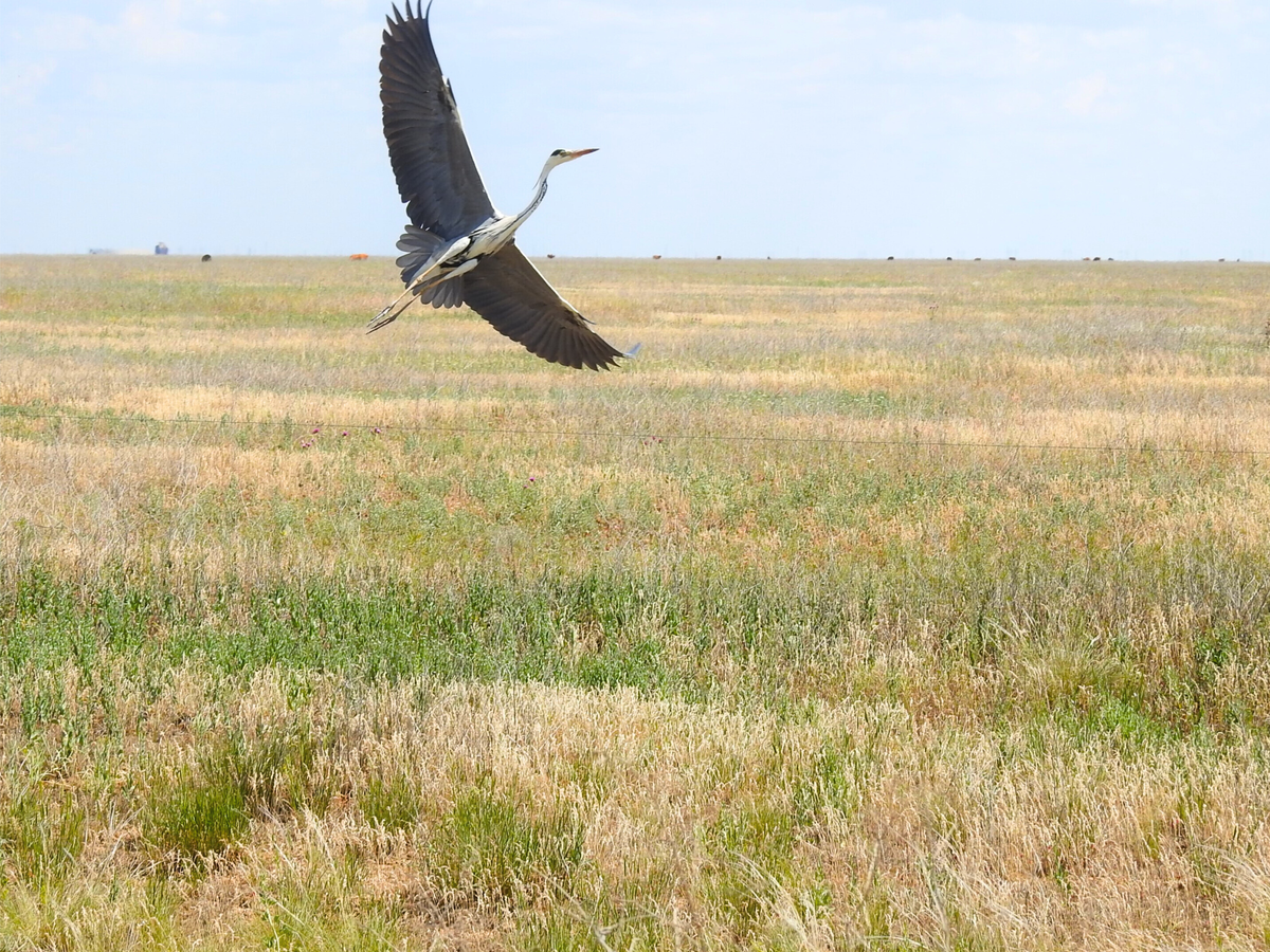 Серая цапля, фото автора