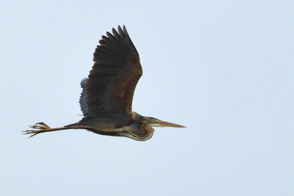 Рыжая цапля, Екатеринбург, 1 мая 2025, фото Mikhail and Irina Belykh