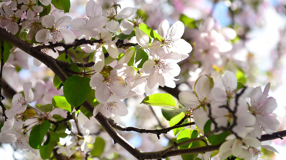 Фото: Влад Некрасов / Коммерсантъ