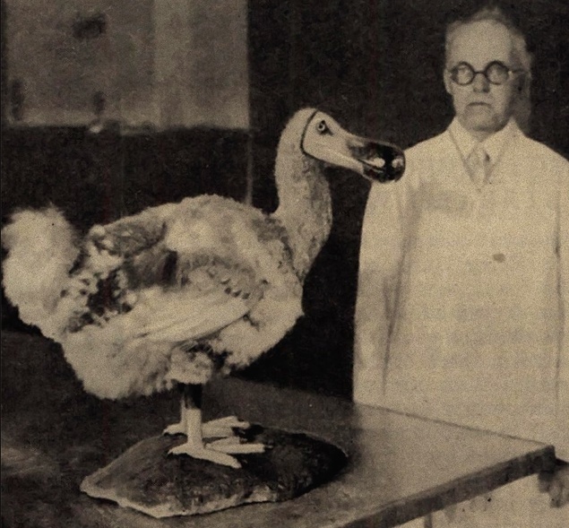 Муляж птицы додо или Маврикийского дронта, 1931 год, США, Айова