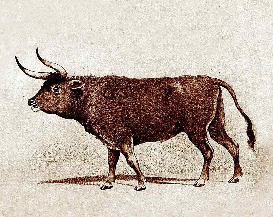 Тур или европейский дикий бык