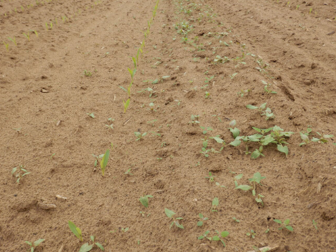 Левая половина изображения: высокий результат благодаря двукратному боронованию вслепую перед посевом. Правая половина изображения: без боронования вслепую 