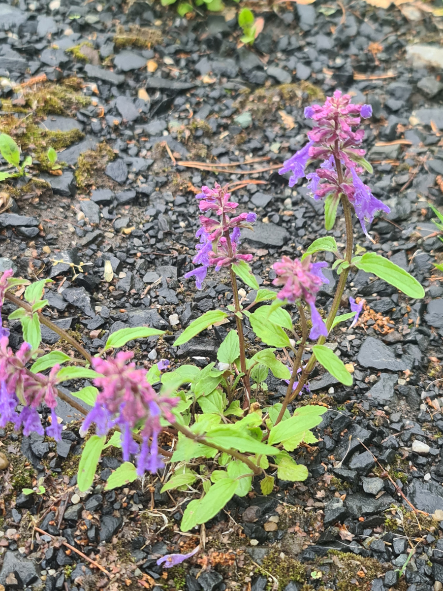 Просто красивые сорняки