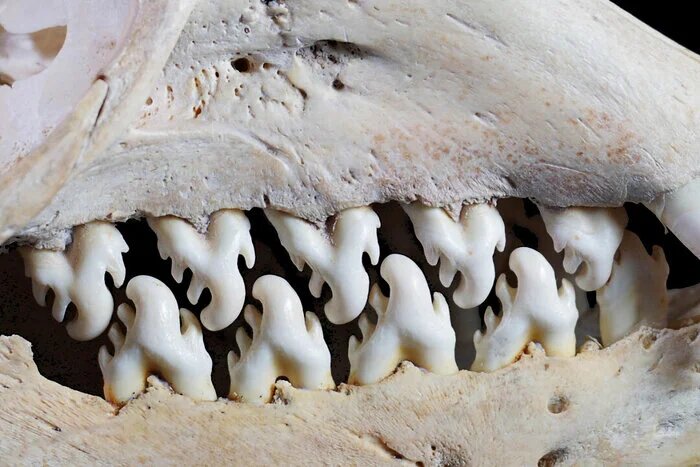 Зубы тюленя-крабоеда