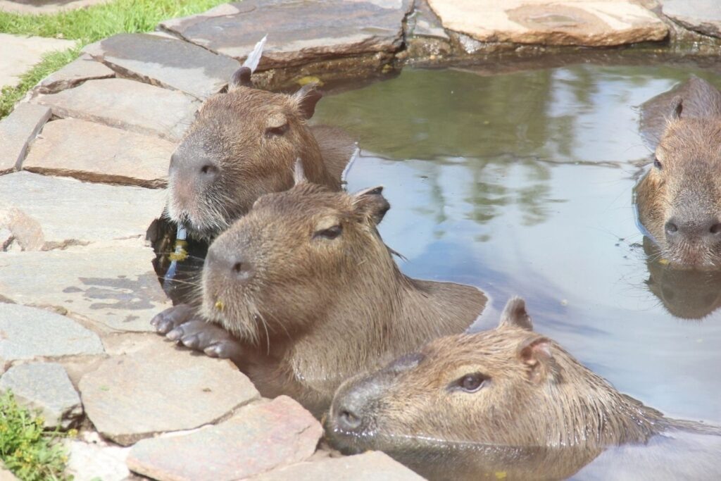   Фото: Пермский зоопарк Ульяна Бажанова