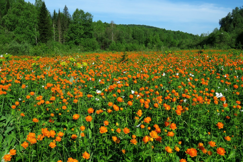    "Скала Сапсан". Источник: Минприроды Алтайского края