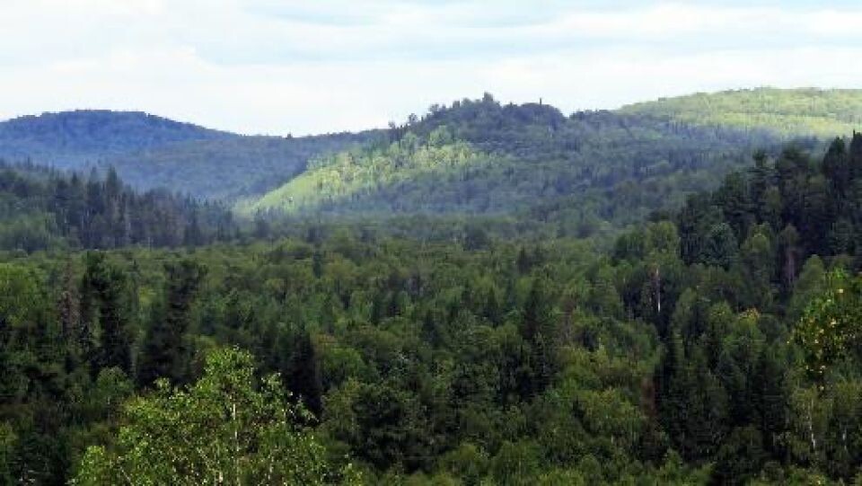    "Скала Сапсан". Источник: Минприроды Алтайского края