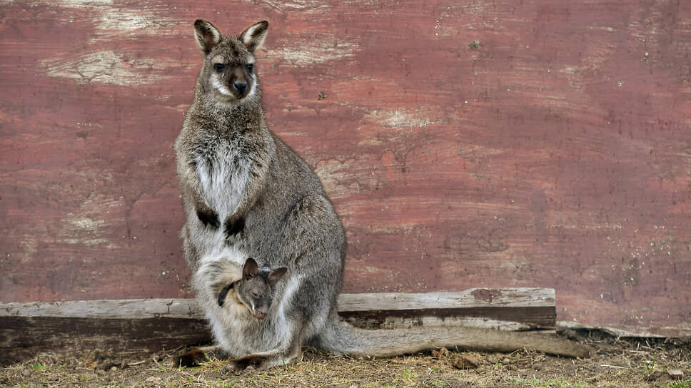 Фото: Александр Казаков / Коммерсантъ