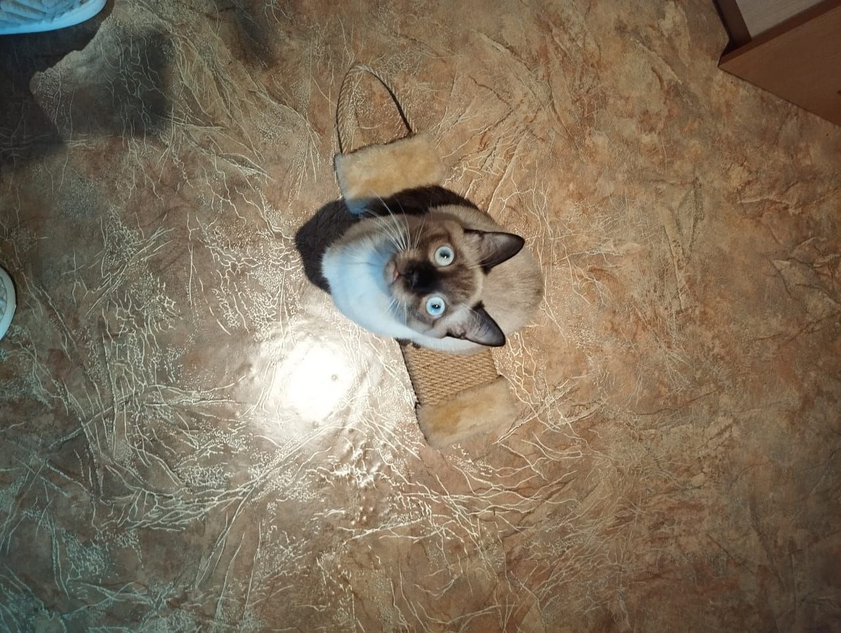 Мы не можем нарадоваться, глядя на этого счастливого котика!