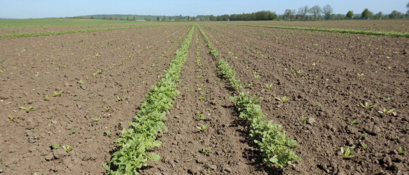 Полоса горчицы, посеянная одновременно со свеклой, может быть использована для надёжного определения всходов свеклы на стадии семядолей с помощью фотокамеры