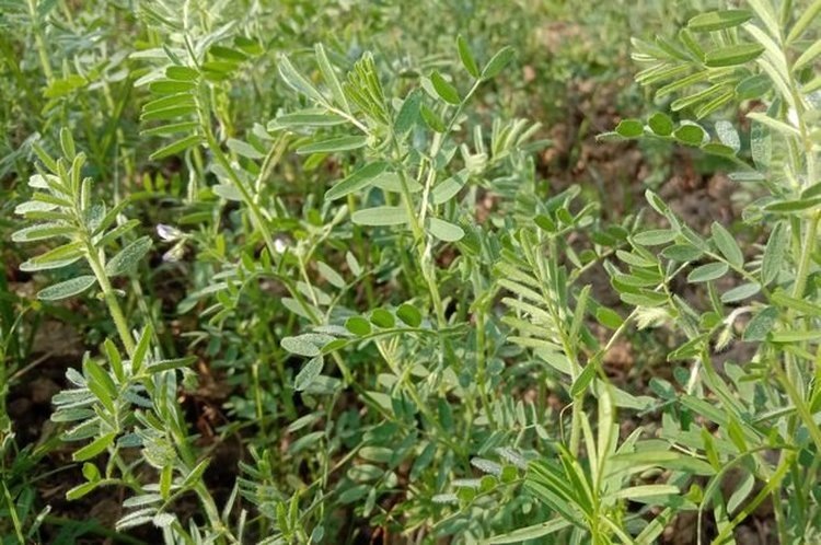    Все больше чечевичных гектаров появляется в Иркутской области