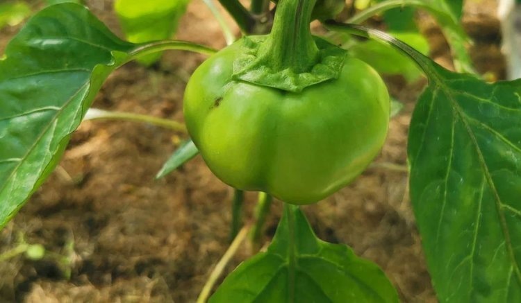    Применение синтетического микробного сообщества повысило устойчивость перца к корневой гнили