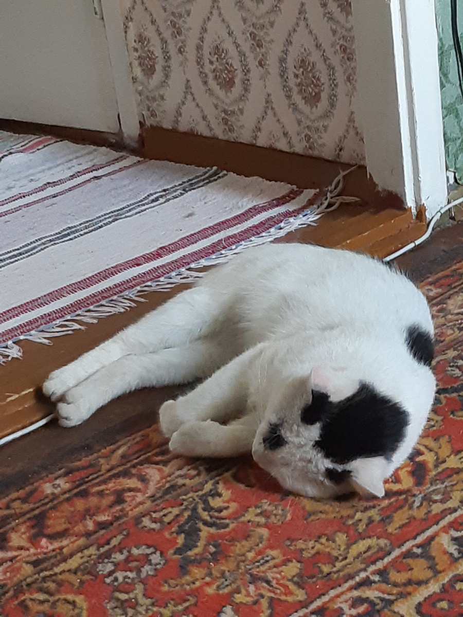 Я на коврике лежу и квартиру сторожу.