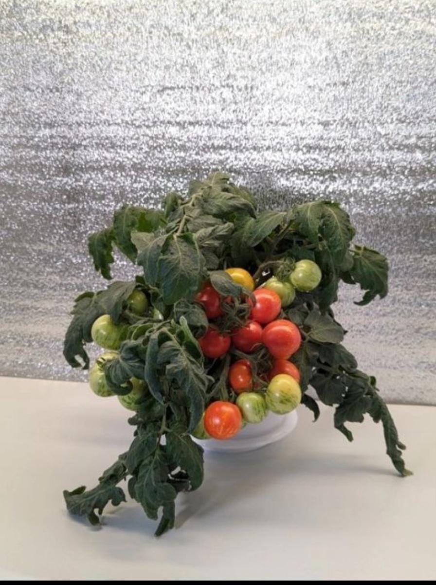 Тини Тигр в период плодоношения