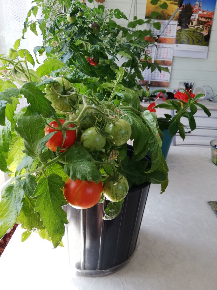  "Тини Тигр" у нас