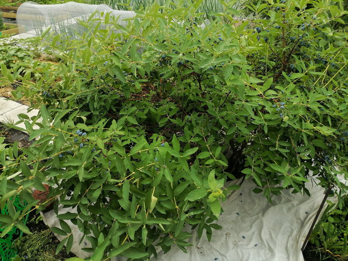 Ягоды теперь осыпаются не в грязь, а на ткань, фото автора