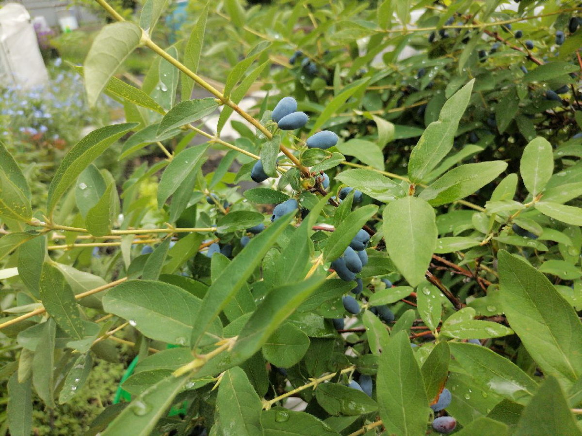 Жимолость поспела, фото автора