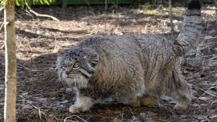    Фото: Telegram/Московский зоопарк/Moscowzoo_official