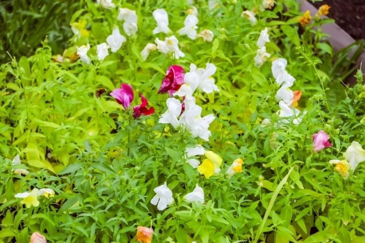    В Твери высадили цветники и продолжают благоустройство