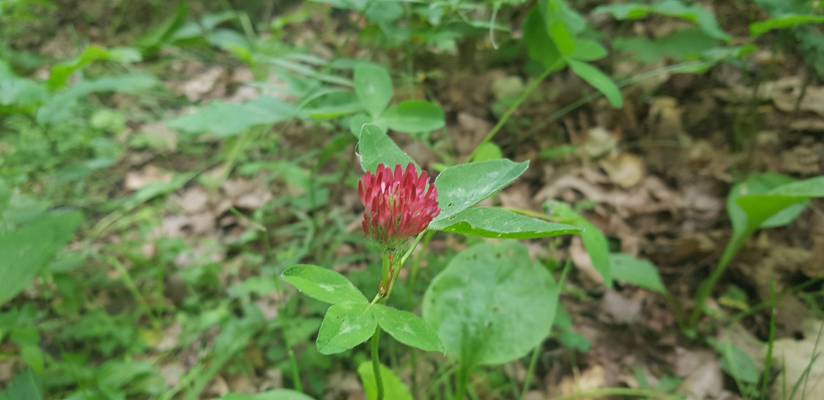 Клевер - малоизвестный садоводам сидерат.