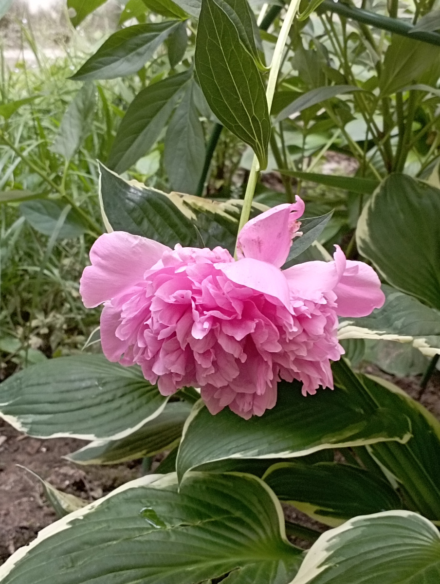 Палисандр рядом с соседним домом