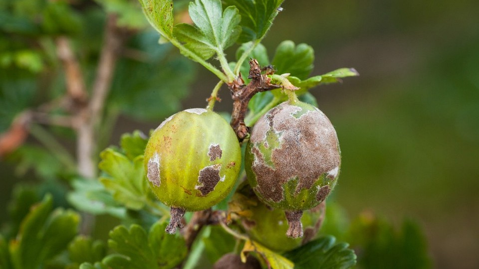 Сферотека крыжовника: как спасти урожай, когда ягоды уже висят