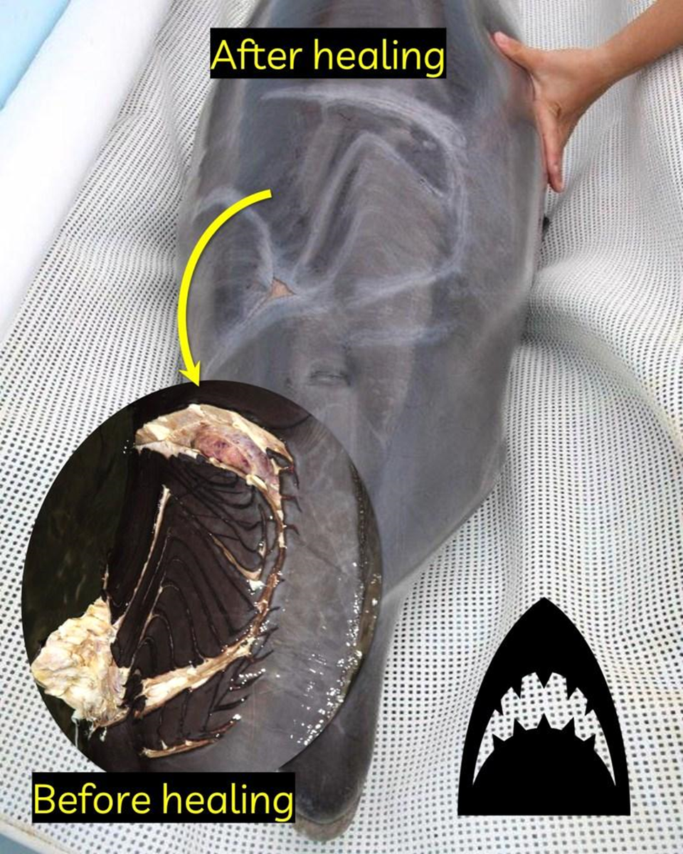 «Клинический случай» дельфина по кличке Нари. У афалин могут быстро заживать даже такие обширные повреждения.

Whale Scientists