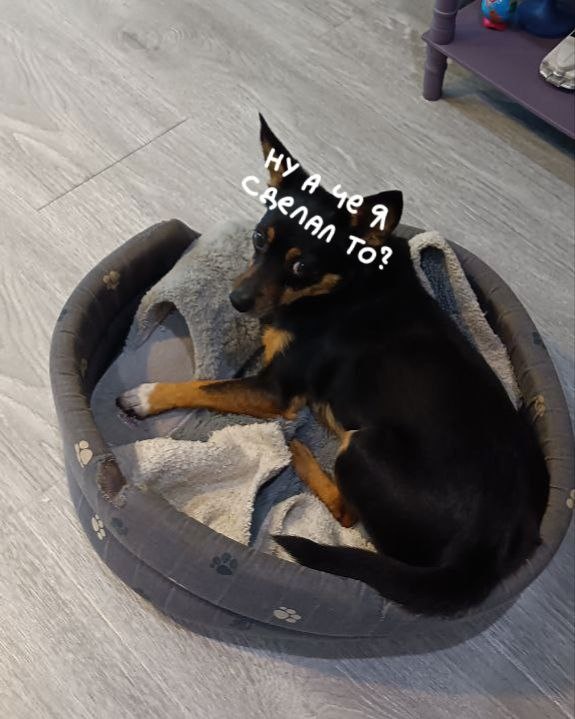 тгк: @dog_Fork_Fork