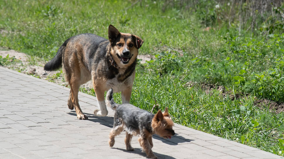 Фото: Олег Харсеев / Коммерсантъ