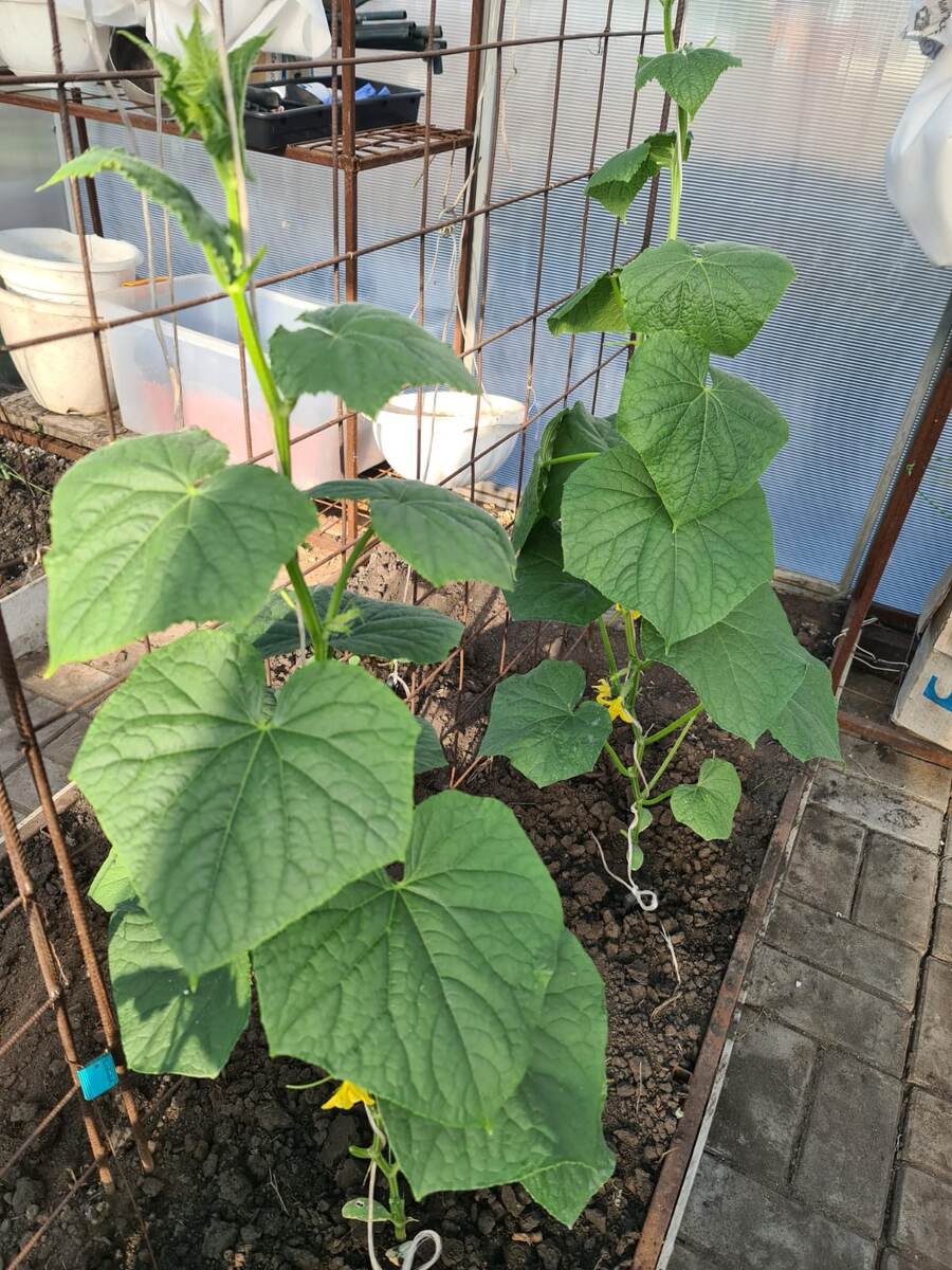 В галерее 2 фото.