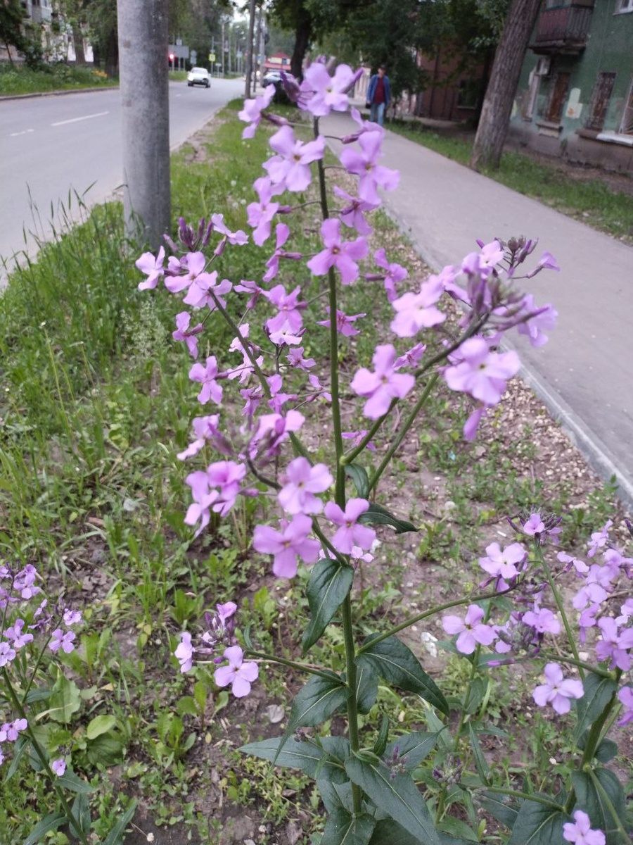 Вечерница. Вокруг шум-гам, пыль-машины, а она знай цветёт. Украшает мир, как может. 