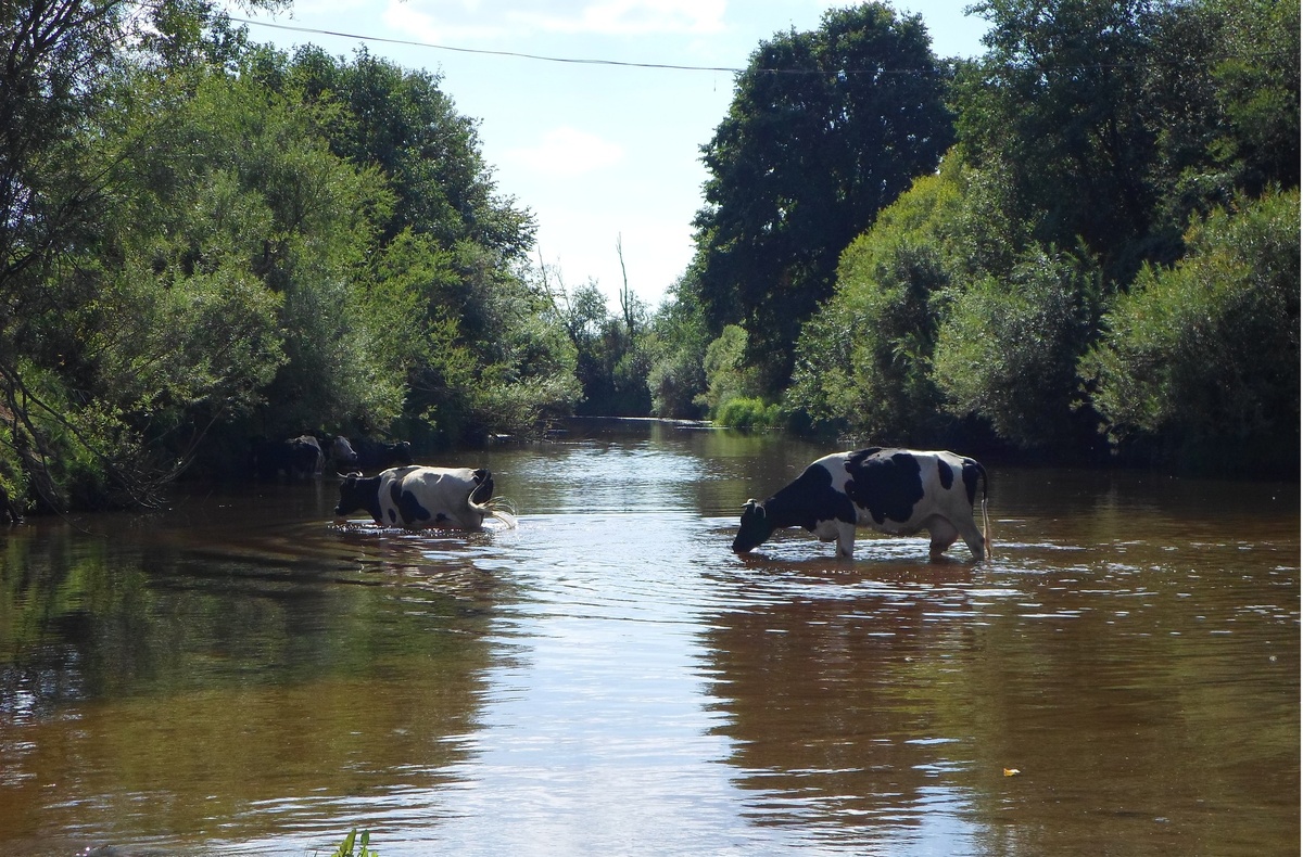 коровушки на реке Черёха. Псковщина.
