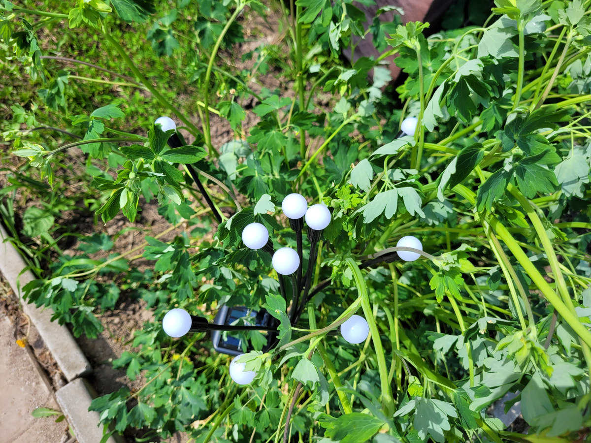 Фонарики в кустике аквилегии