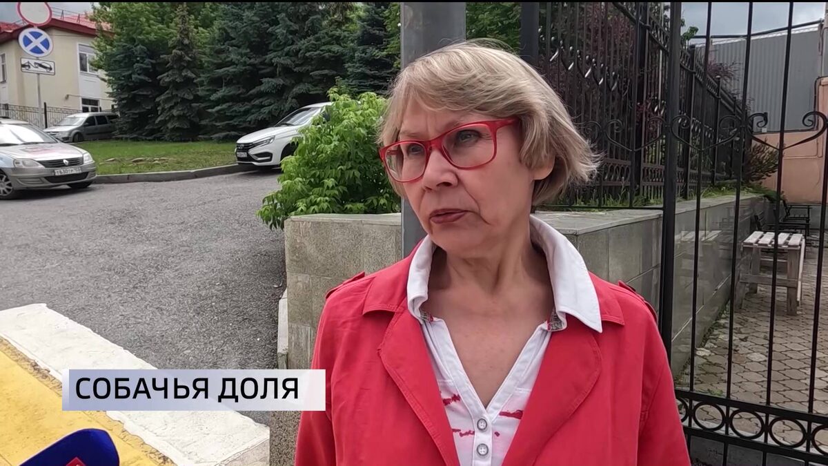    Уфимцы рассказали, часто ли они встречают бездомных собак на улицах города
