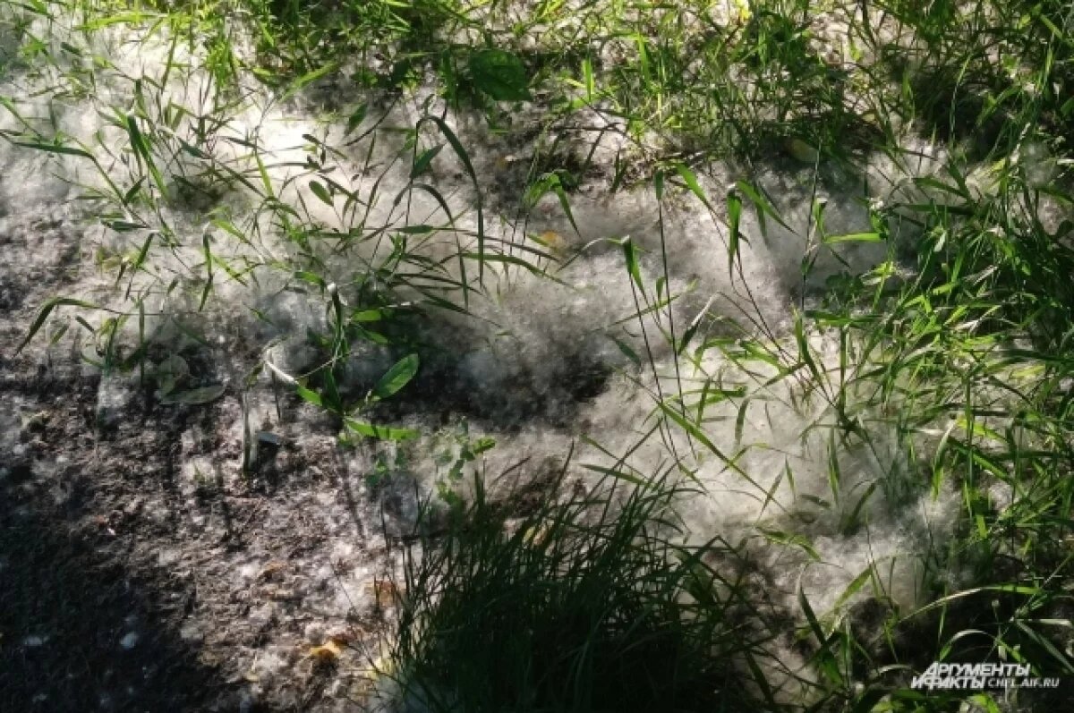    Пуховые сугробы заполонили дворы, скверы, парковки.