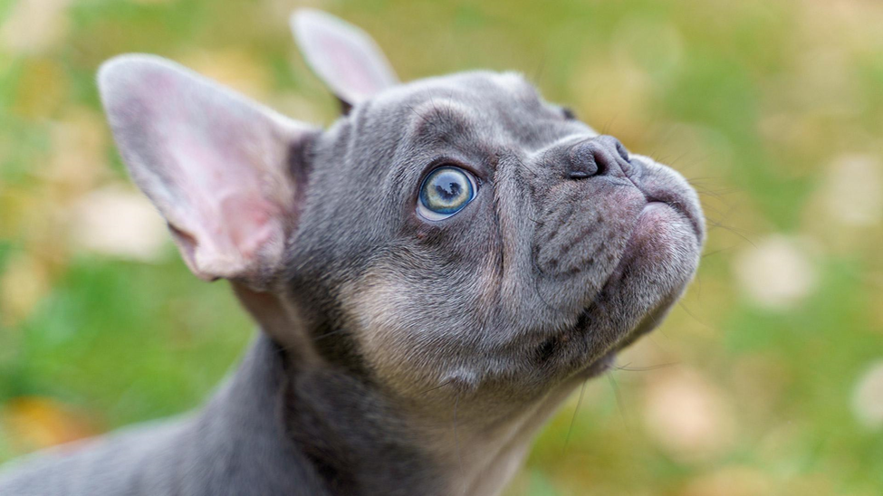 Маленьких и хороший, а самое главное верный друг