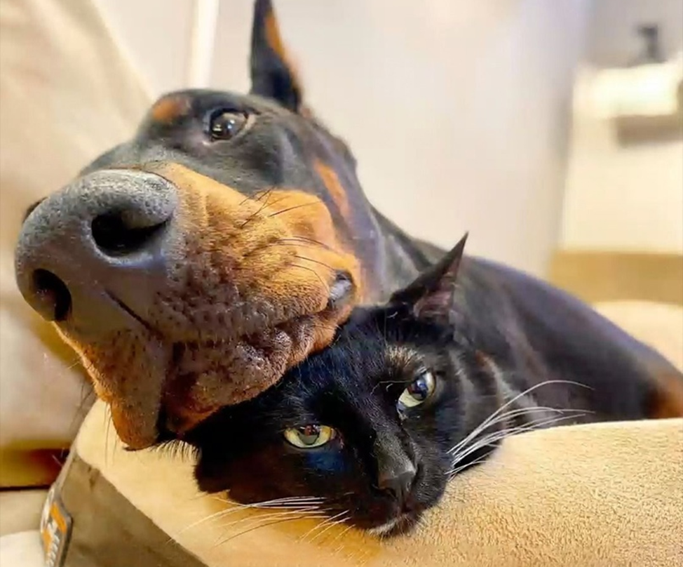 Фото: ru.pinterest.com