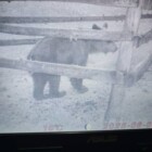  📷Медведи оккупировали Юго-Запад Беларуси. Что известно?