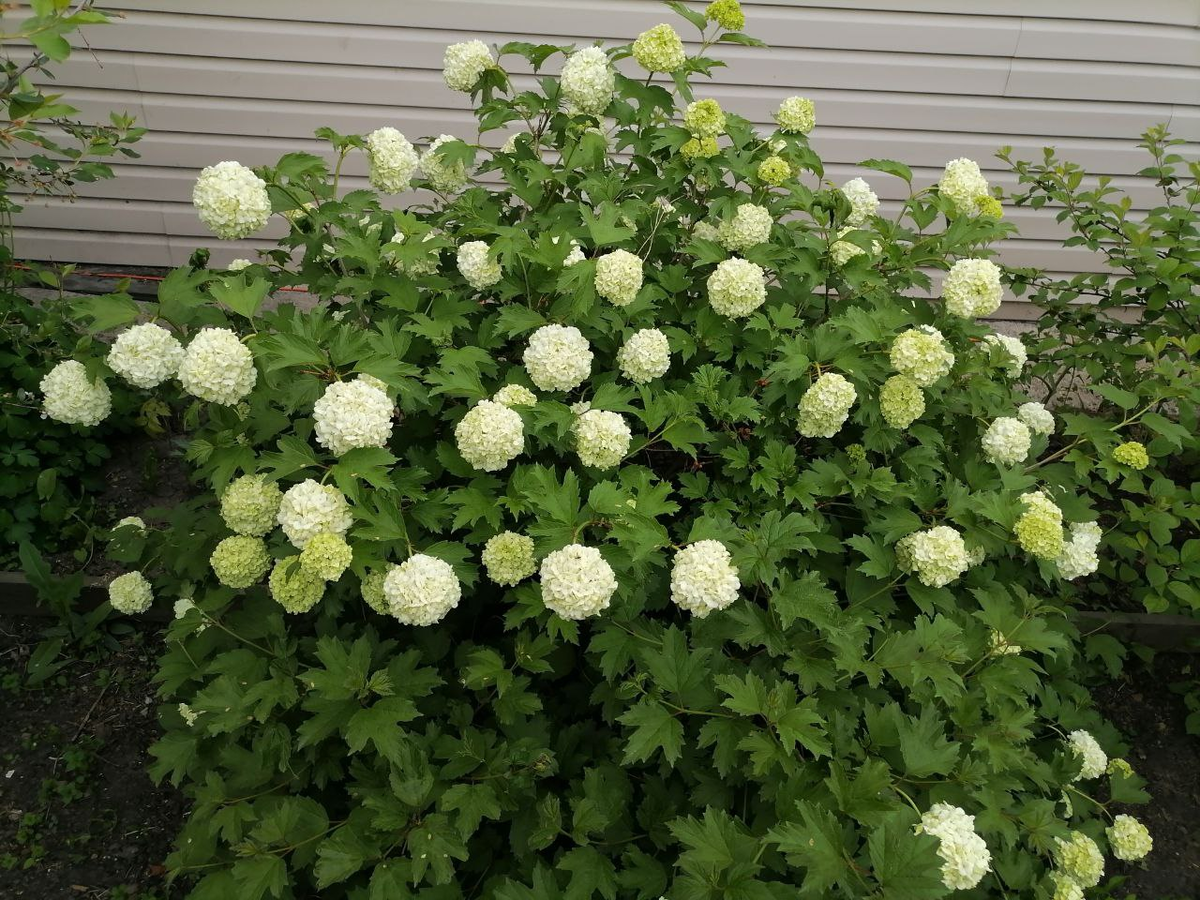 Калина Бульденеж, фото автора